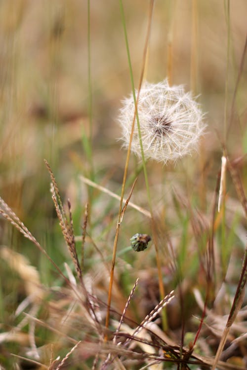 Ac Dandelion in Close Up Photography