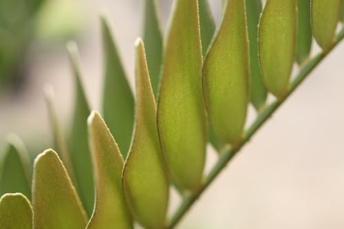 Free stock photo of detail, green, green leaf