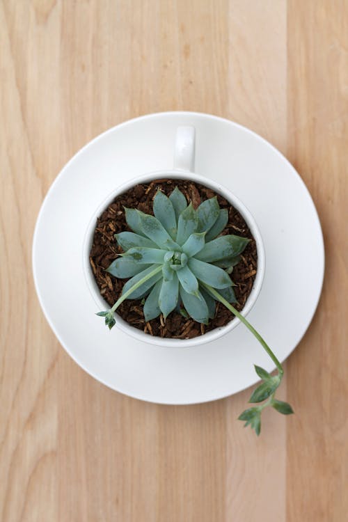A Plant in a Cup 