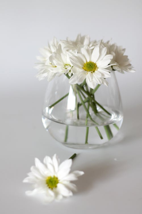무료 꽃 사진, 꽃병, 꽃이 피는의 무료 스톡 사진