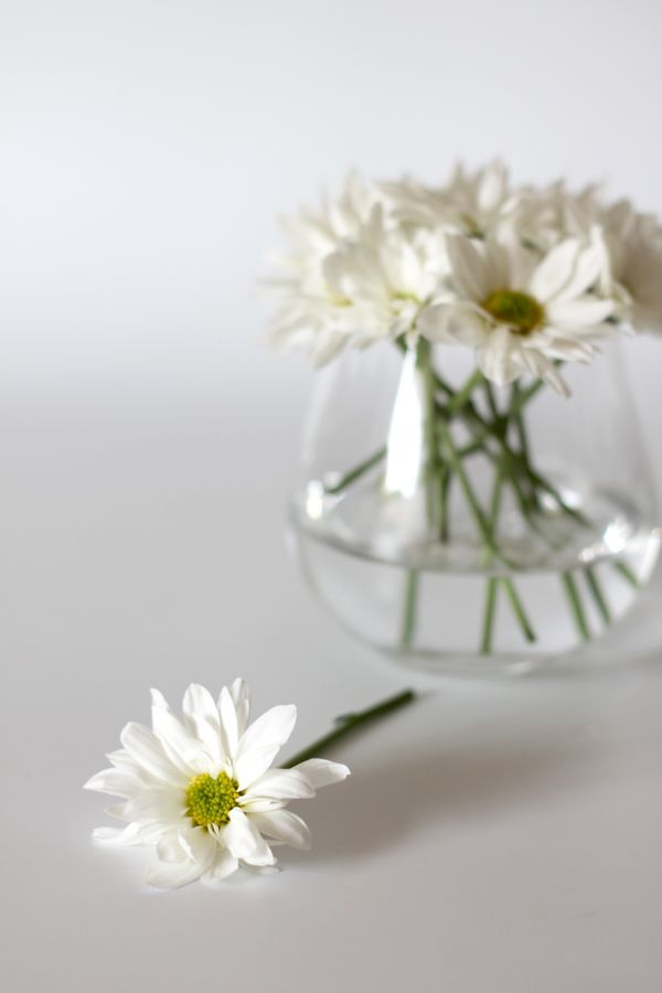 Minimalist white flower arrangement in a Japanese style vase