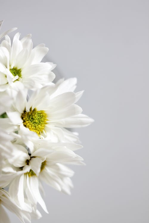 Close-Up Shot of Blooming White Daisies