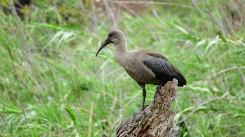 Ilmainen kuvapankkikuva tunnisteilla hadida, ibis, lintu