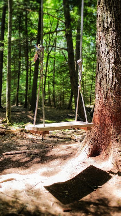 Free stock photo of forest, rope swing, swing