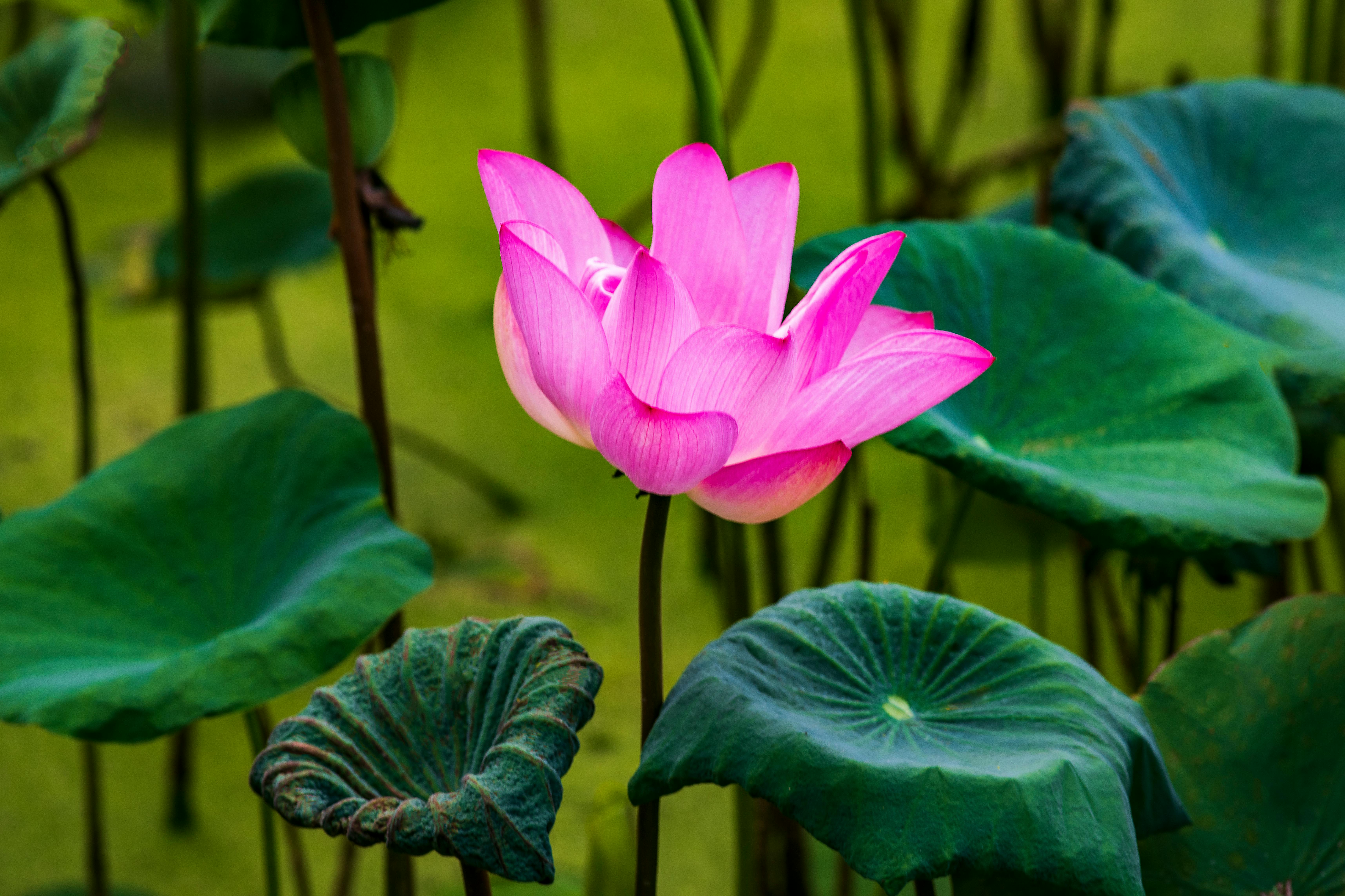 Hãy chiêm ngưỡng vẻ đẹp tỏa sáng của hoa sen trên hồ nước trong tranh ảnh này. Với những cánh hoa nhập nhất vào khuôn mặt nước, chúng ta sẽ cảm nhận được sự thanh tịnh và tâm linh của loài hoa thiêng liêng này.