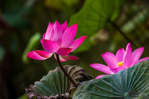 Pink Lotus Flowers in Bloom