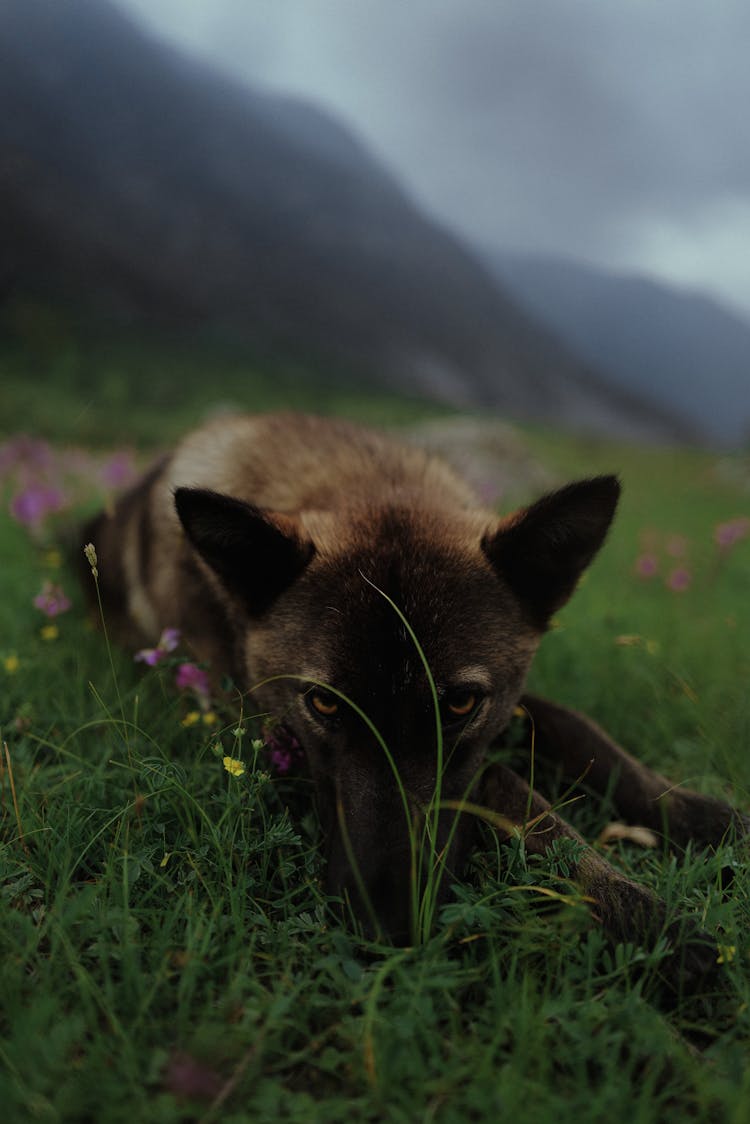 Brown Wolf On Green Grass Field