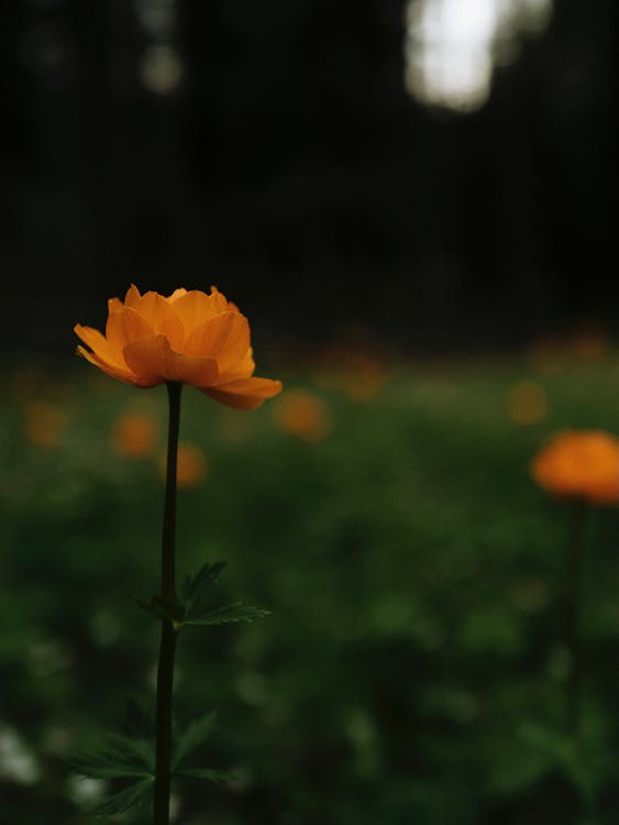 Orange Flower Photography