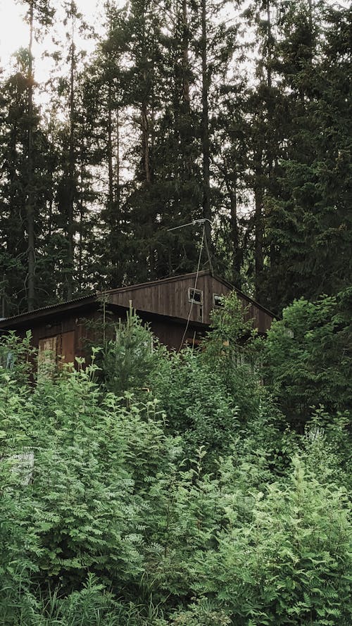 Gratis stockfoto met bossen, groene bomen, houten huis Stockfoto