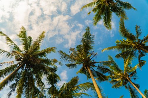 Free Worm's eye view of coconut trees against a bright blue sky in Bali. Stock Photo
