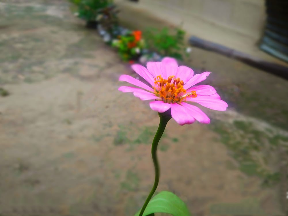 Free stock photo of beautiful flower, wildflower