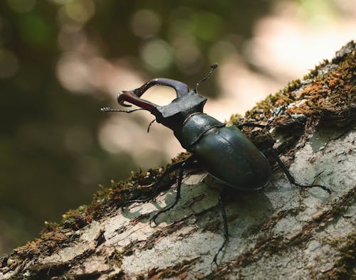 Black Beetle on Brown Tree Trunk