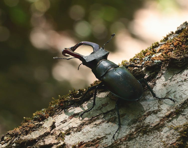 Black Beetle On Brown Tree Trunk