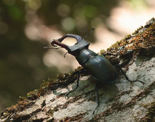 Free Detailed macro shot of a stag beetle on a mossy tree trunk, Kursk, Russia. Stock Photo