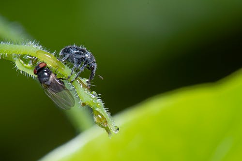 Free stock photo of fly, fruit fly, green