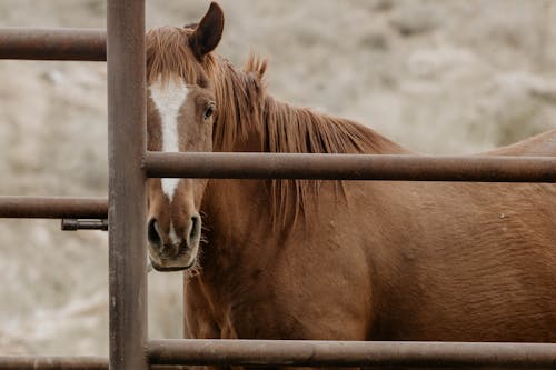 Δωρεάν στοκ φωτογραφιών με αγρόκτημα, άλογο, ατσάλι Φωτογραφία από στοκ φωτογραφιών
