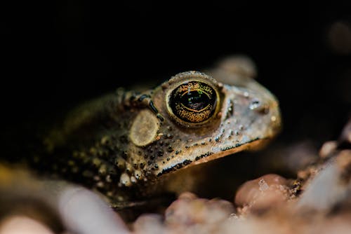 Free stock photo of frog, indian toad, macro