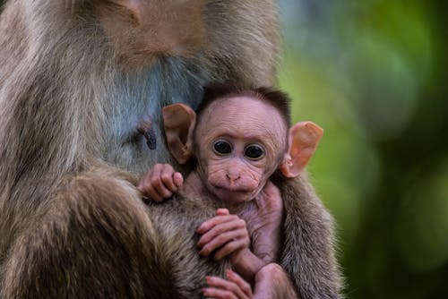 Close Up Shot of a Monkey