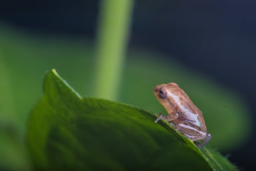 A Small Frog on the Green Leaf
