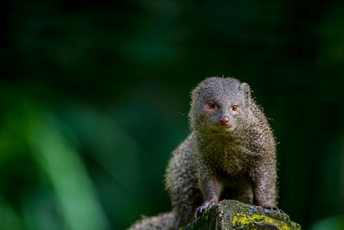 Free Portrait of an Indian Grey Mongoose (Herpestes edwardsi) in its natural habitat in India. Stock Photo