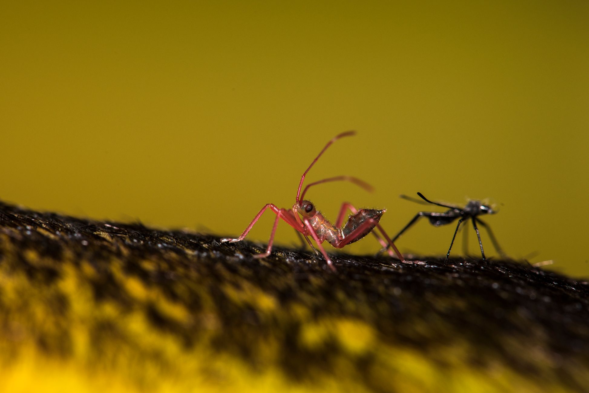 Bijzondere insecten waargenomen in Brabant