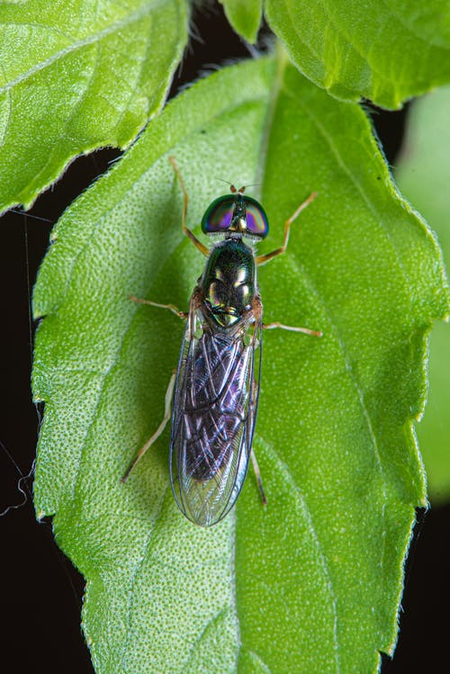 Black Insect on Green Leaf