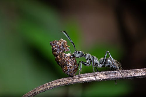 Free stock photo of ant, ant with food, black carpenter ant