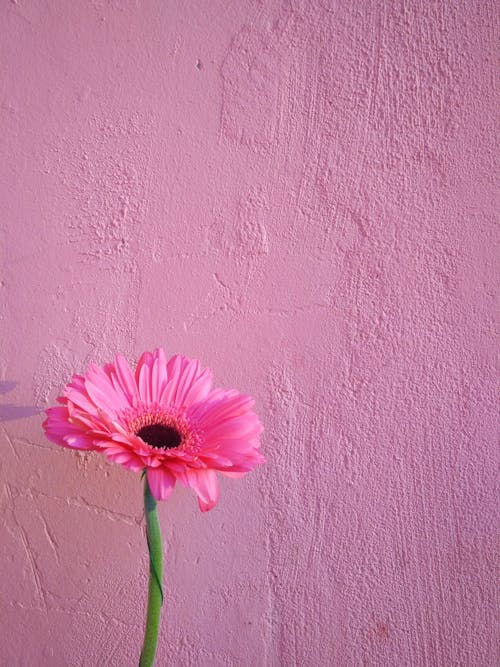 Pink Flower Beside Pink Painted Wall