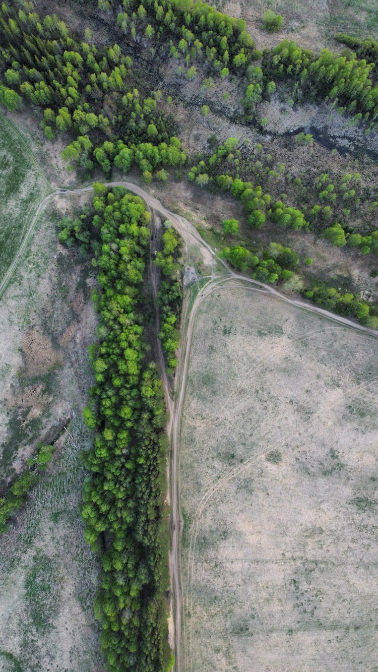 Aerial View Of Line Of Trees Separating Fields