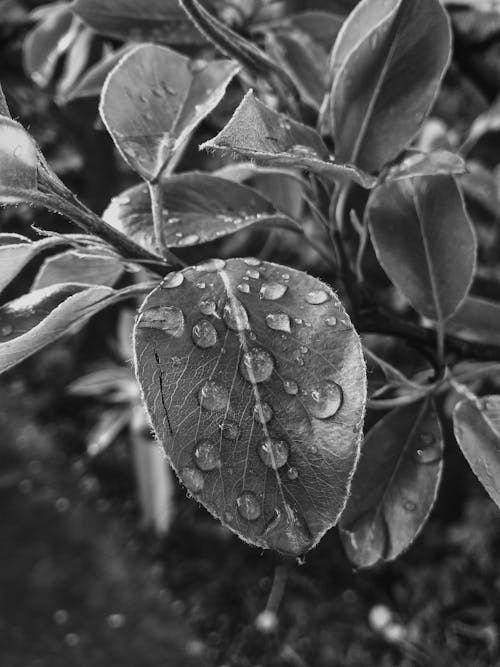 Grayscale Photo of Leaf With Water Droplets