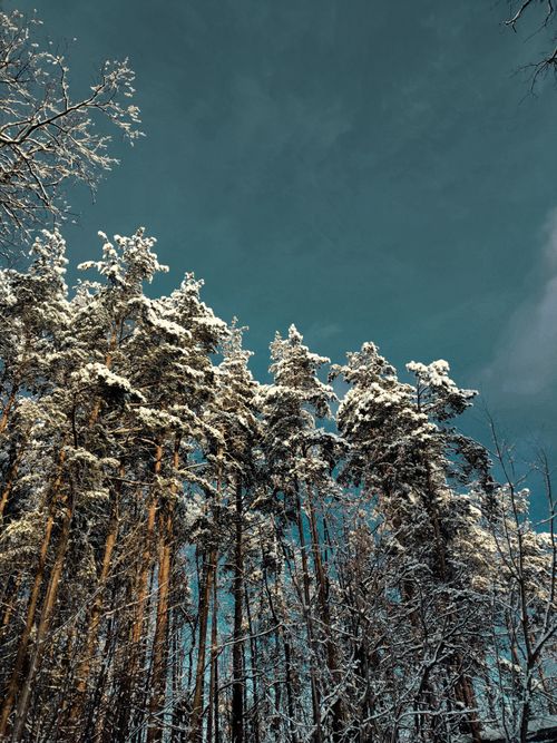 Free A serene view of snow-laden pine trees extending into a cloudy sky. Stock Photo