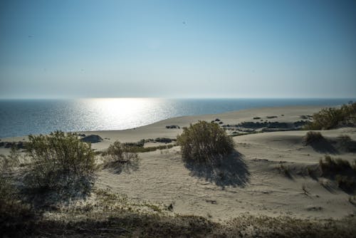 Green Bushes on Shore Under Blue Sky