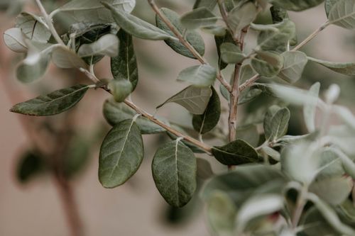 Free Detailed close-up of lush green foliage showcasing natural leaf textures and growth. Stock Photo