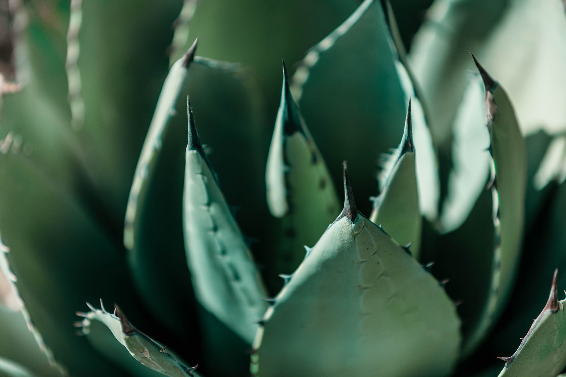 Detailed close-up of a green agave plant highlighting its sharp spines and vivid texture.