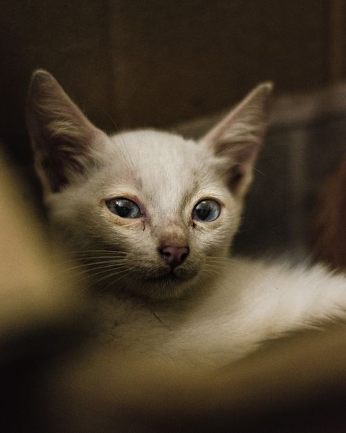 Free Close-up portrait of a white kitten with striking blue eyes, creating a captivating and serene scene. Stock Photo