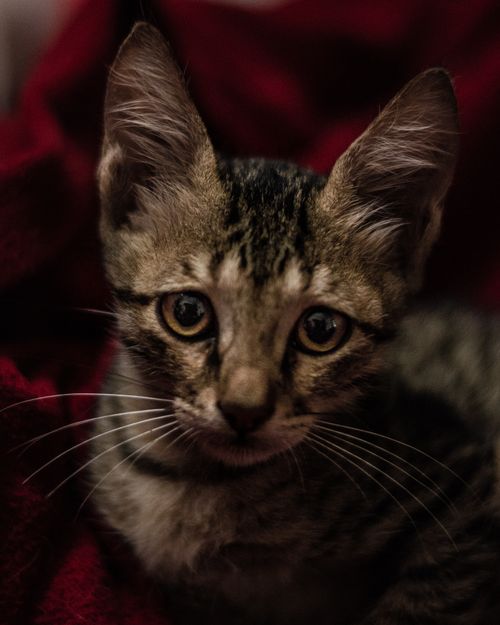 Free Adorable close-up shot of a tabby kitten with expressive eyes and vibrant whiskers. Stock Photo