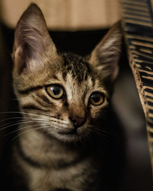 Free Adorable close-up of a tabby cat with expressive eyes and prominent whiskers. Stock Photo