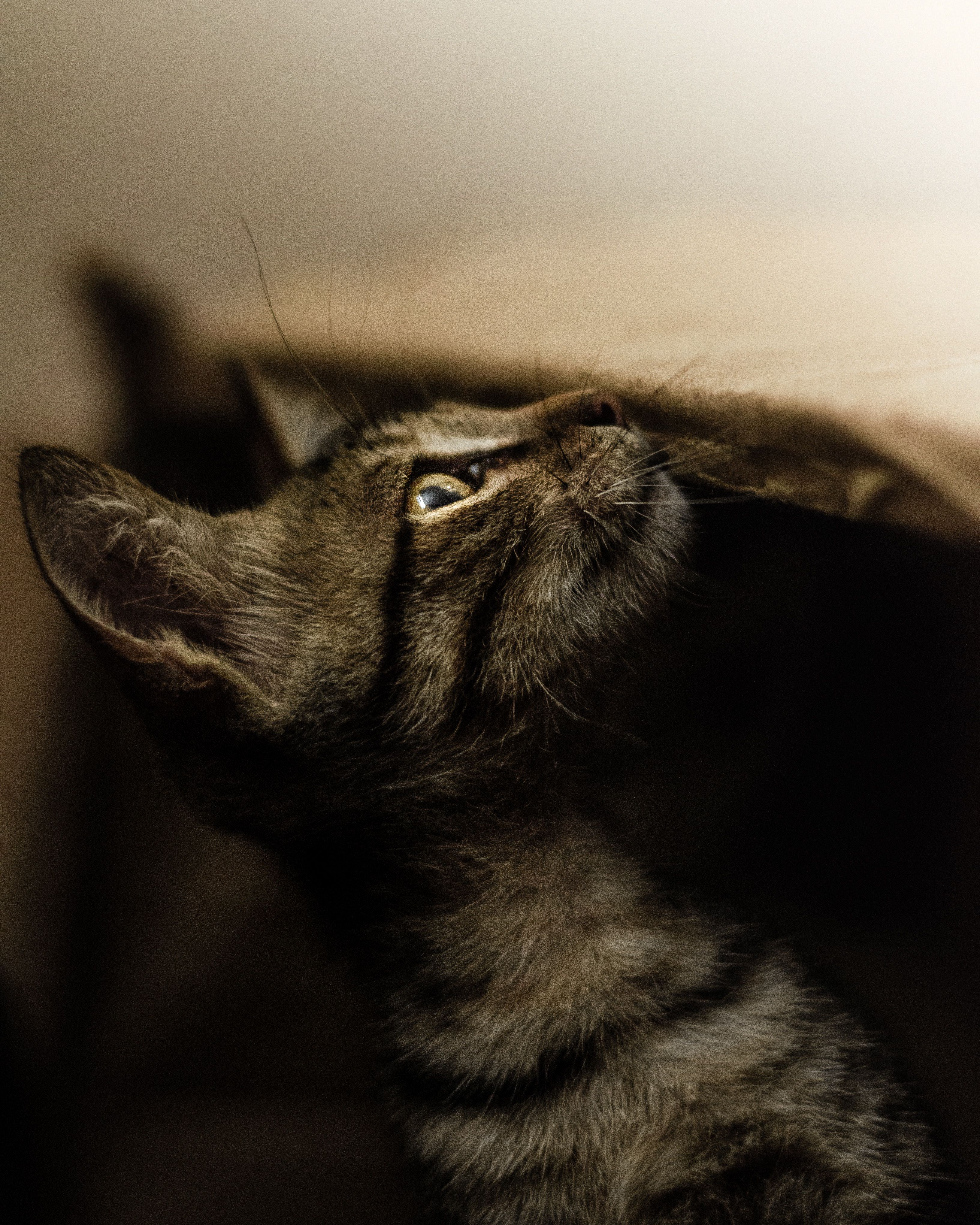 Petisco de Salmão para Gatos