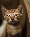 An Orange Kitten Squinting