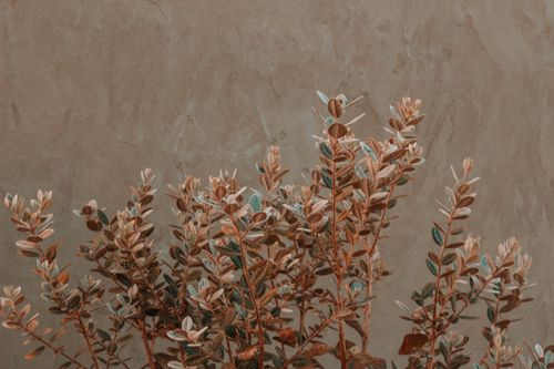 Free A detailed view of autumn leaves against a textured backdrop, capturing the essence of fall growth. Stock Photo