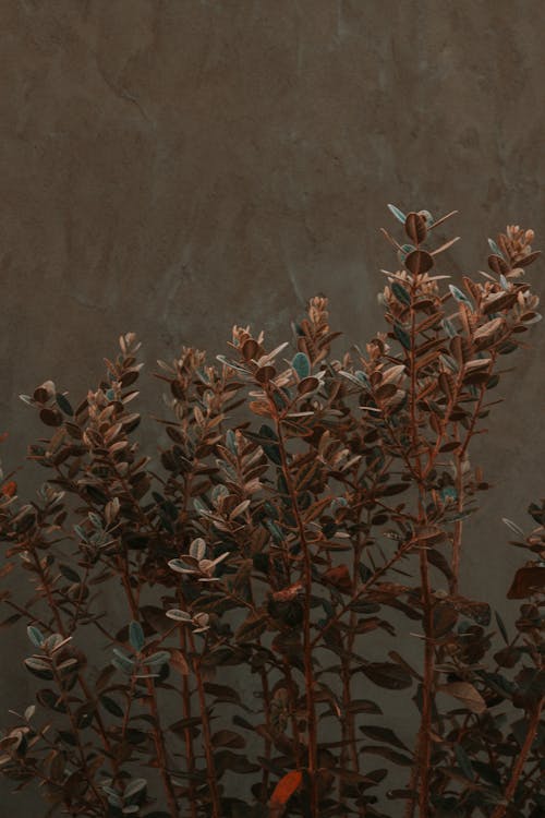 Green and Brown Plant Near Concrete Wall