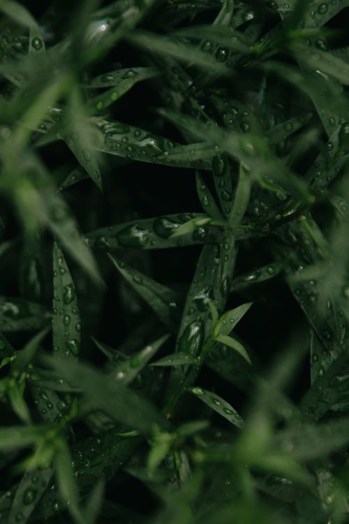 Free Vibrant close-up of green leaves with water droplets, showcasing freshness and nature's beauty. Stock Photo