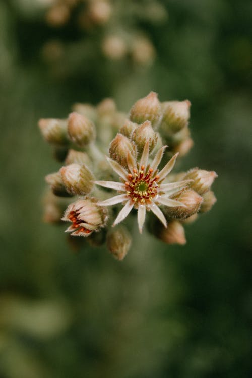 Close-up of Sempervivum Tectorum Flower