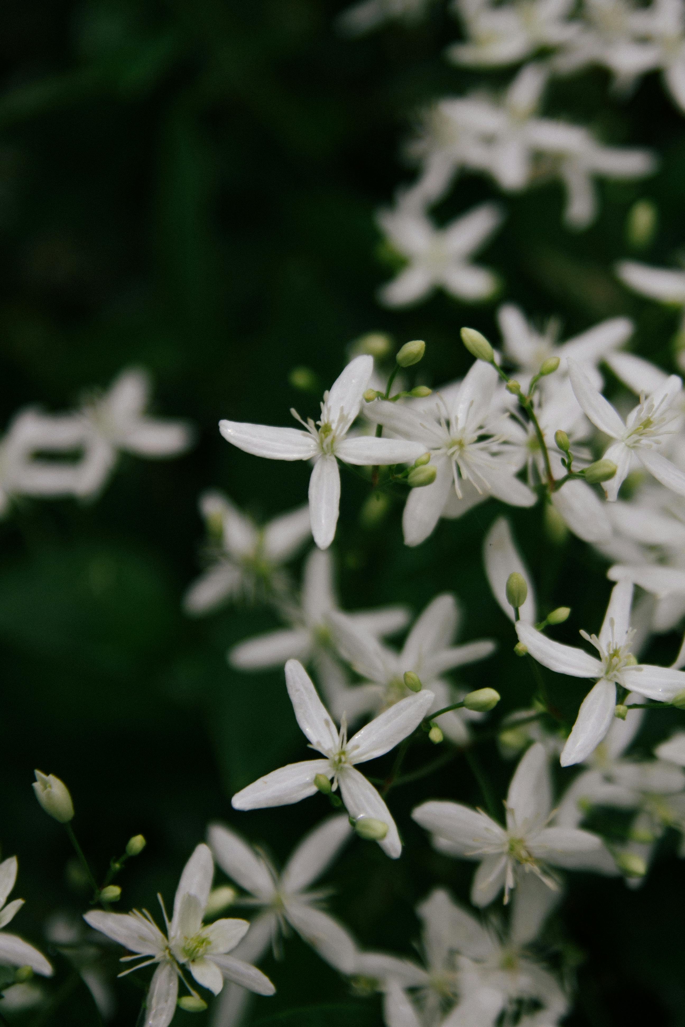 Purple Flowers Near Body of Water During Sunset · Free Stock Photo
