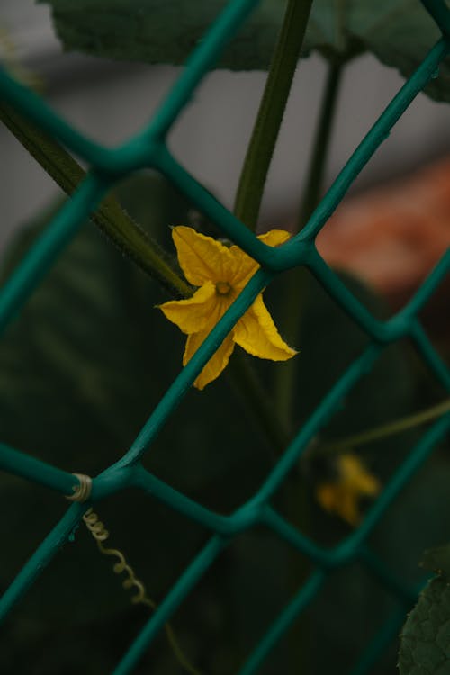 Yellow Flower Near Green Chain Link Fence