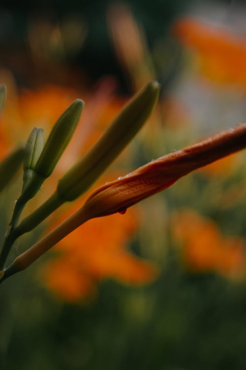 Close-up of Flower Buds