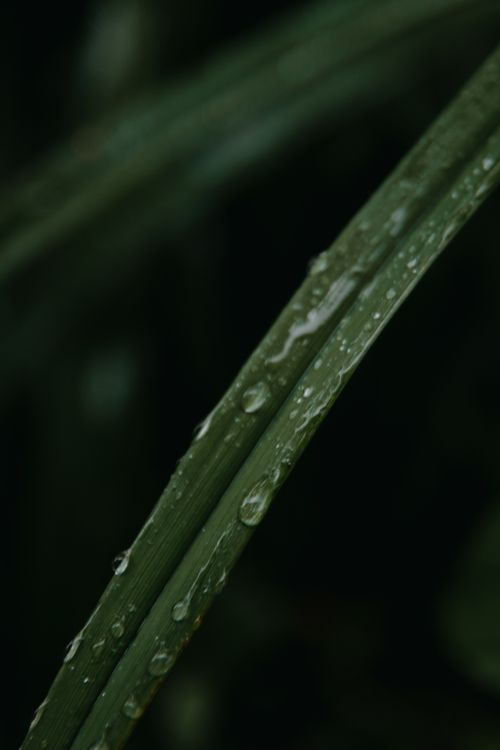 Free Macro photo of raindrops on lush green leaves with a dark background, showcasing nature's details. Stock Photo
