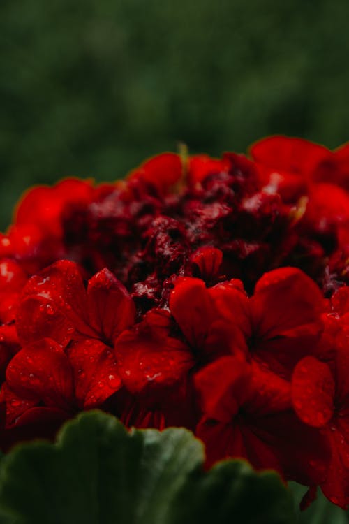 Close-up of Red Geranium Flower