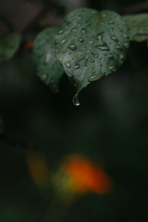 Free Intriguing close-up of a wet green leaf with raindrops against a blurred colorful backdrop. Stock Photo