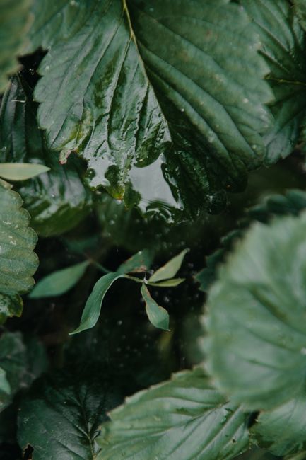 Detailed shot of vibrant green leaves with droplets, showcasing natural beauty.